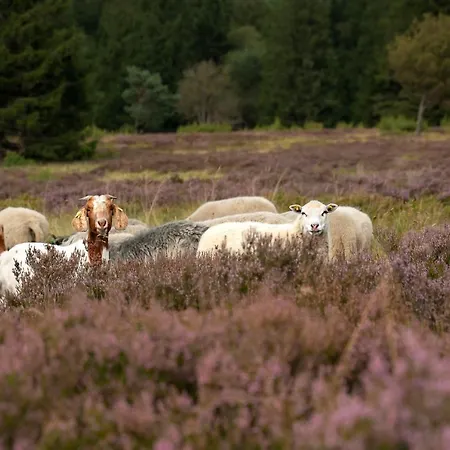 Feriehus Sauerland-haeuschen Kleine Auszeit *