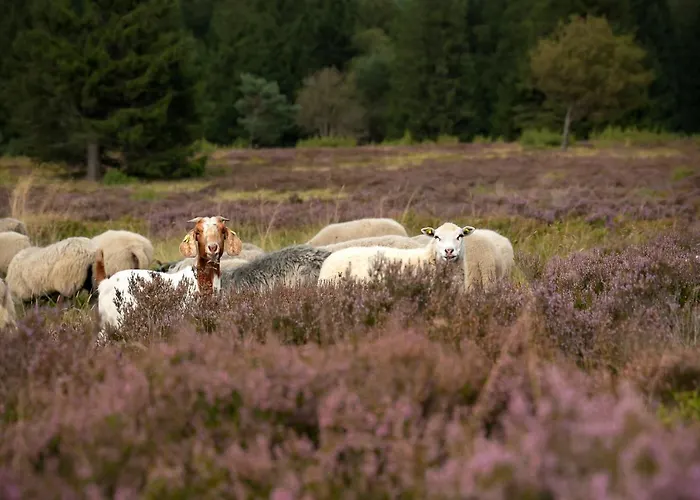 펜션 Sauerland-haeuschen Kleine Auszeit *