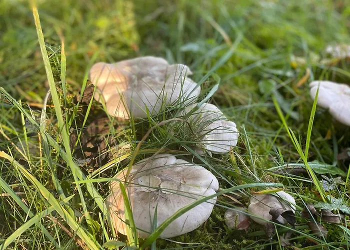 Sauerland-haeuschen Kleine Auszeit Prázdninový dům